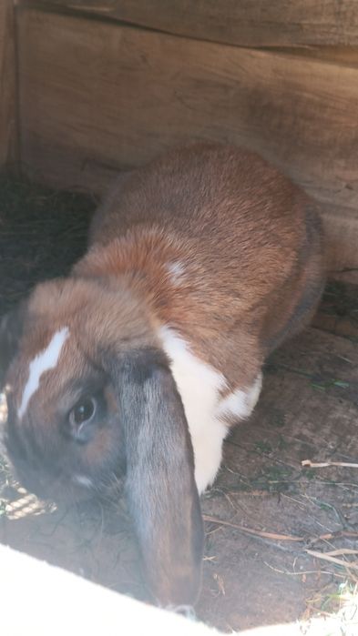 Pilnie!! Sprzedam lub zamienię na smaca lub samice kotną albo nie  sa