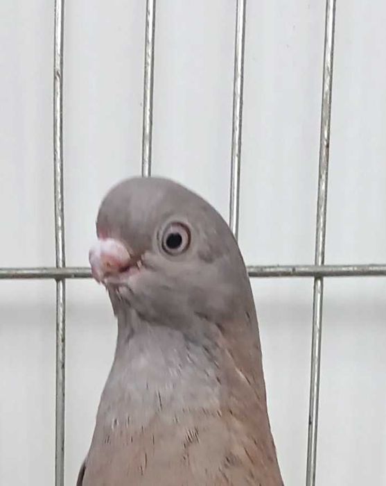 Gołebie ozdobne blauwindry samica