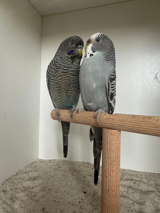 Casais de periquitos black face puro e portador