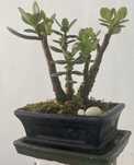Bonsai JADE - Árvore da Sorte e do Dinheiro / Fortuna