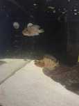 2 szt Altolamprologus compressiceps + 4 szt Synodontis multipunctatus