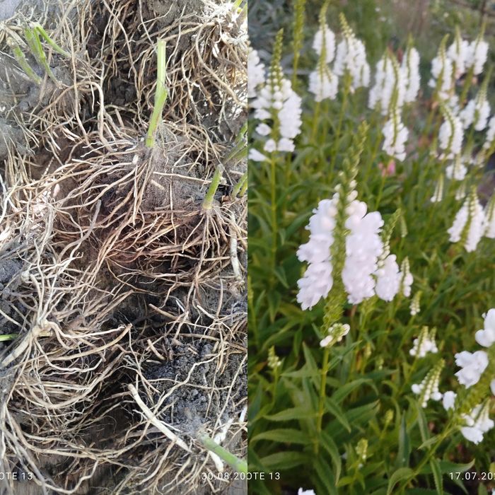 Многолетние садовые цветы