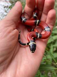 Синалойська молочна змія