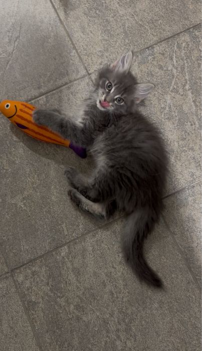 Мейн-Кун Мальчик с Гривой Blue Silver Tabby ,котята