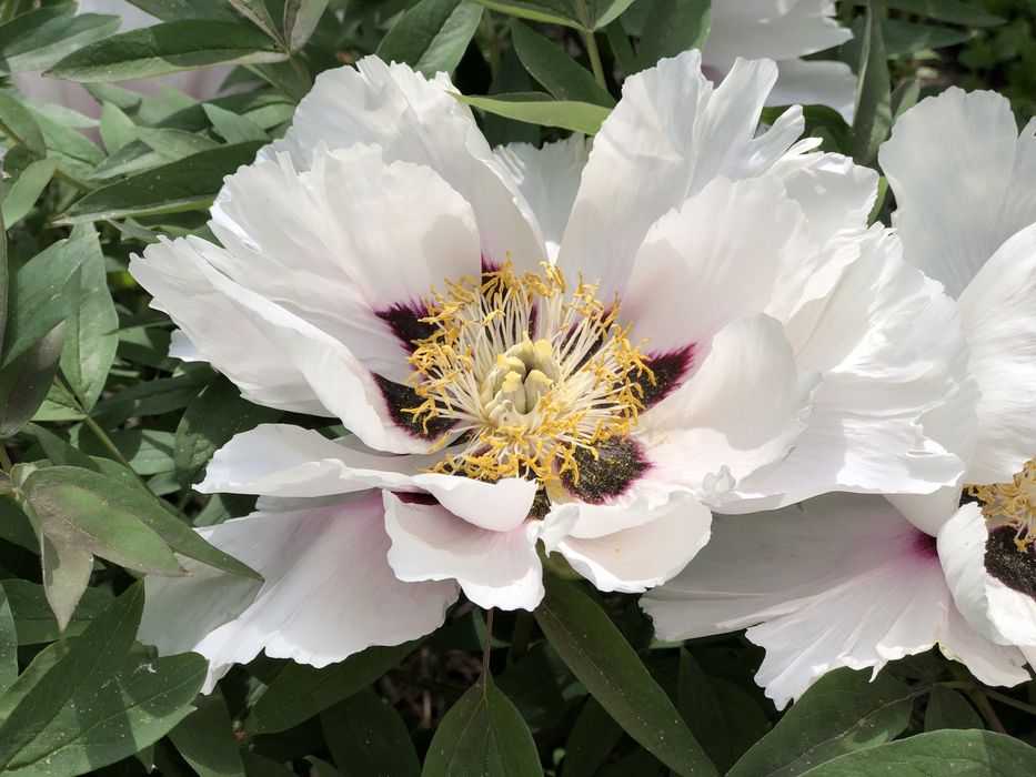 Піон деревовидний