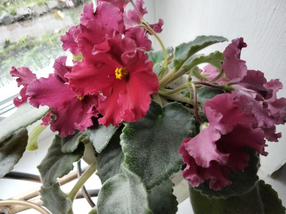 Фіалки.   квітучі