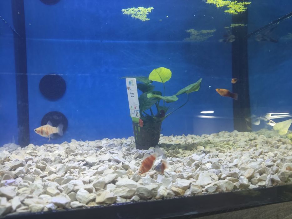 Platys  diversos