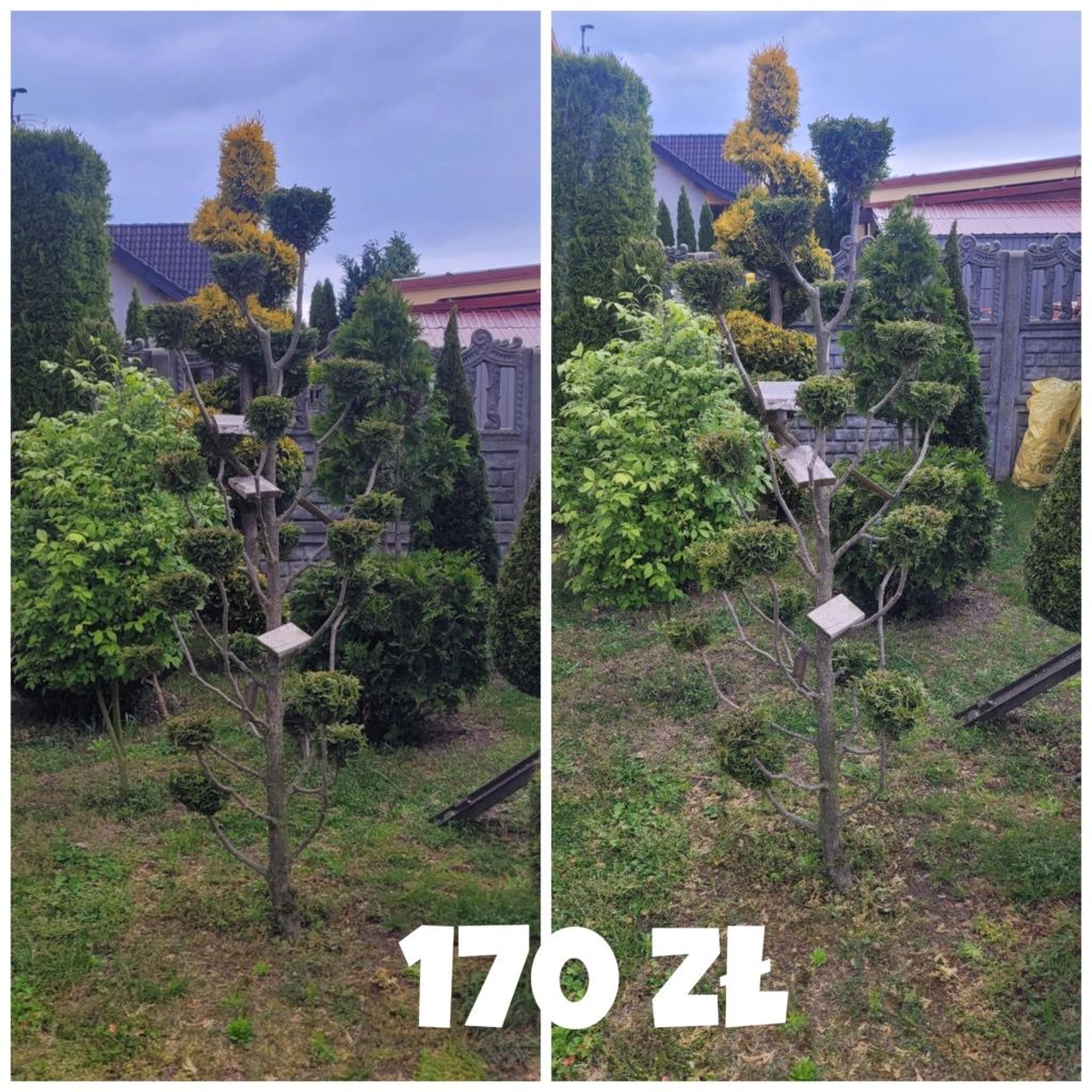 Drzewka ozdobne krzewy iglaki