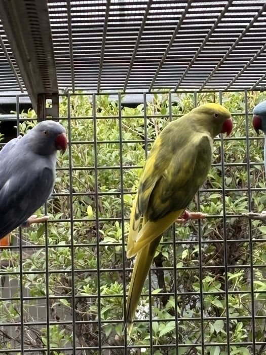 Varios ring neck para ceder.