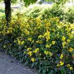 P11 Mahonia pospolita HURT DETAL Dostawa