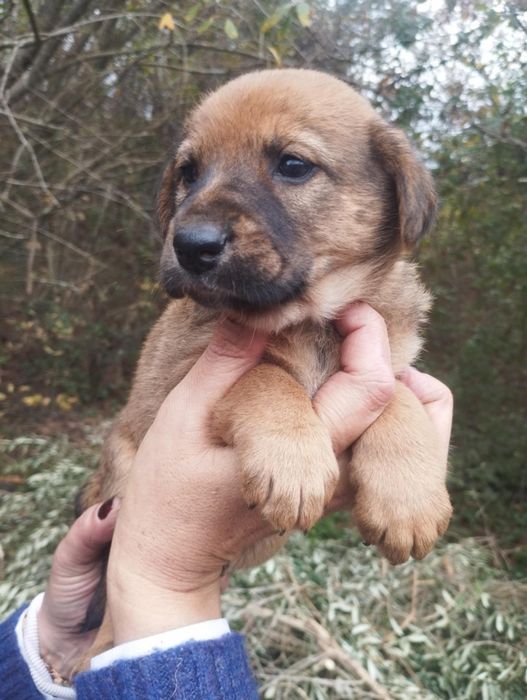Anabel para adoção muito responsável