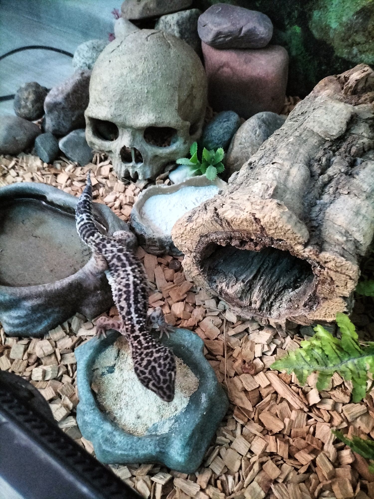 Terrarium  z gekonem