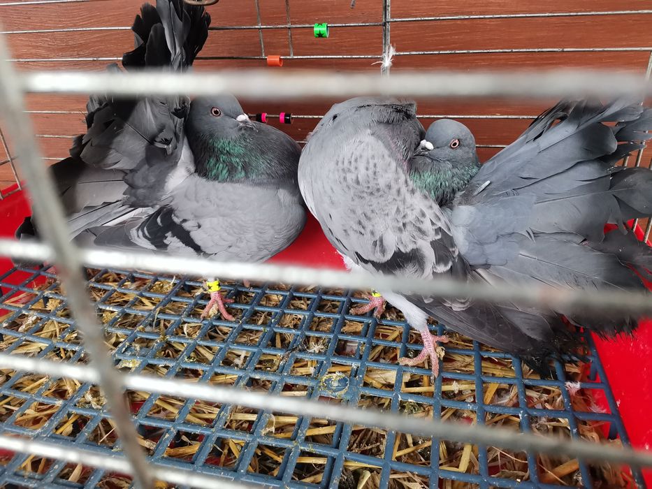 Gołębie ozdobne - pawiki