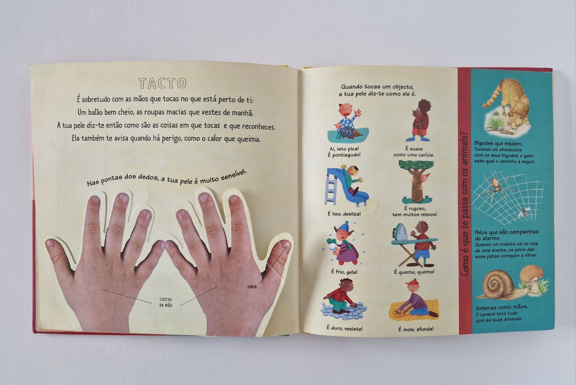 Os cinco sentidos, Kididoc
