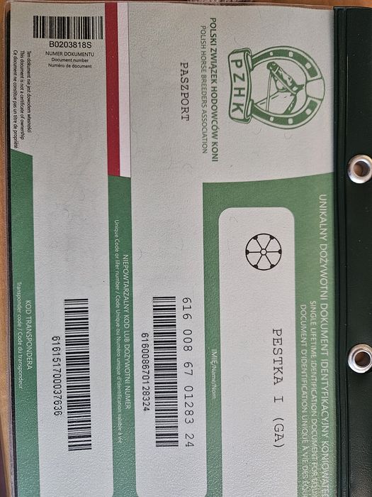 Sprzedam klacz rasy Śląskiej