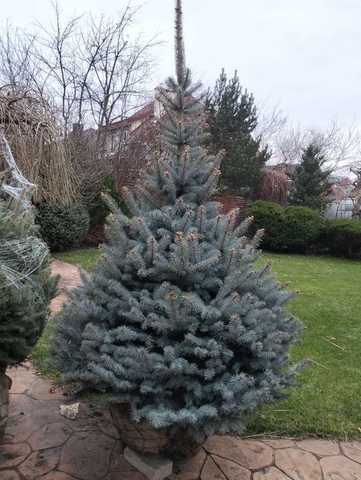 Живі голубі ялинки преміум якості