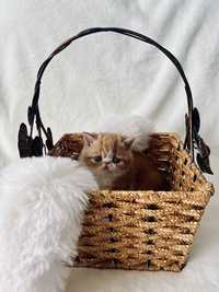 Kot Egzotyczny piękny rudo-biały kotek