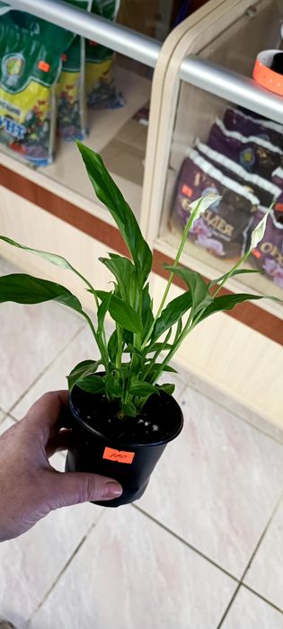 Спатифілум (жіноче щастя)