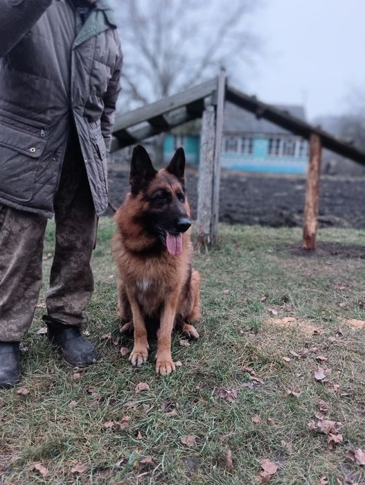 Щінки німецької вівчарки