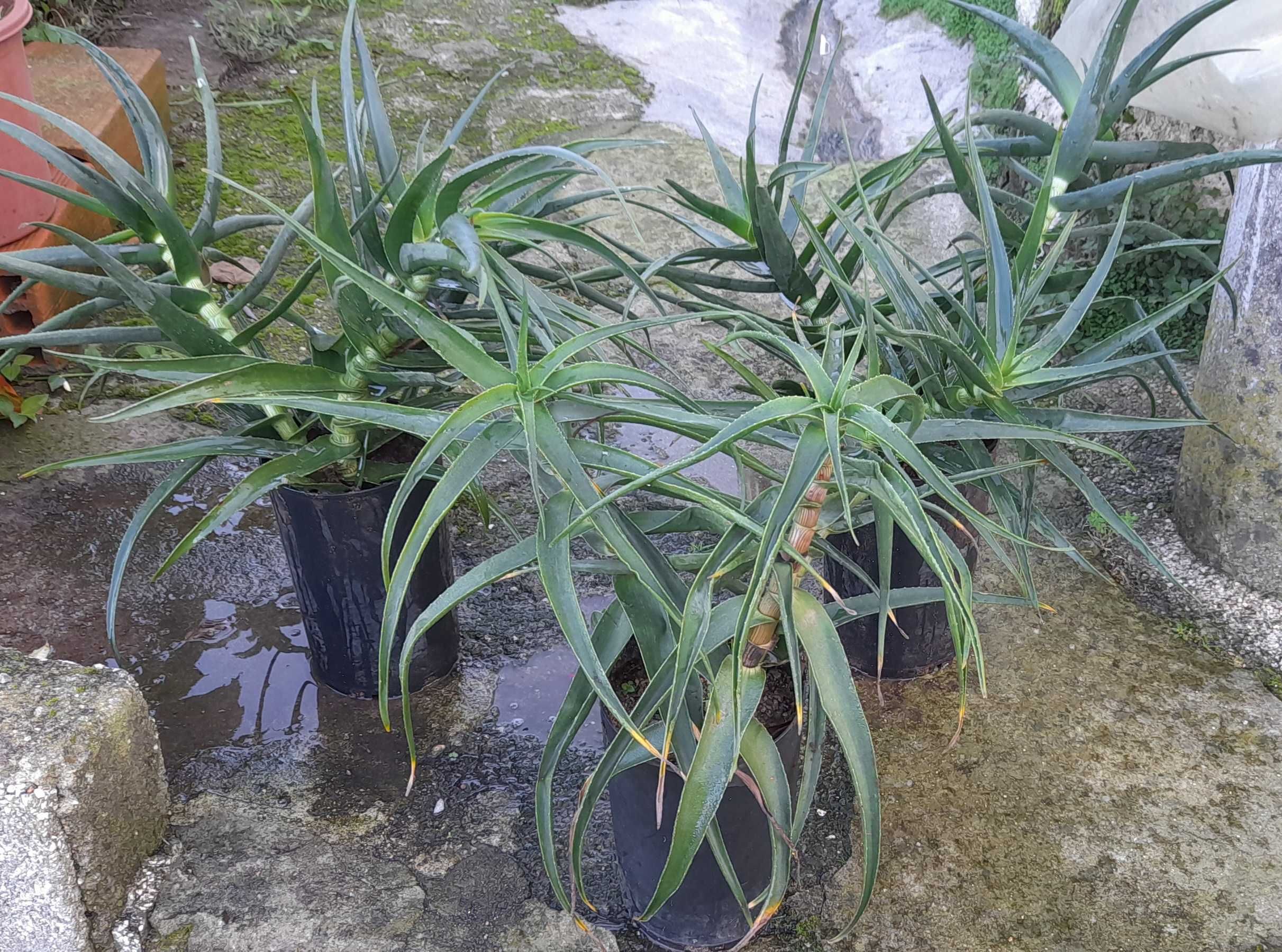 Vaso com aloe striatula haw.