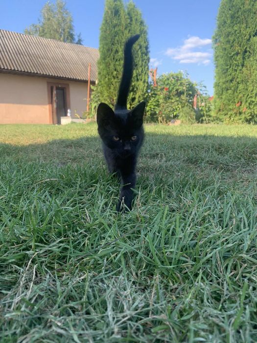 Віддам в добрі руки