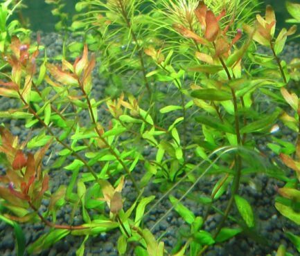 GB rotala rotundifolia red/green