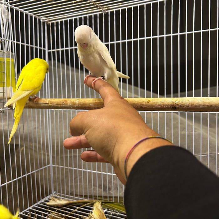 Agapornis roseicollis para criar há mão.