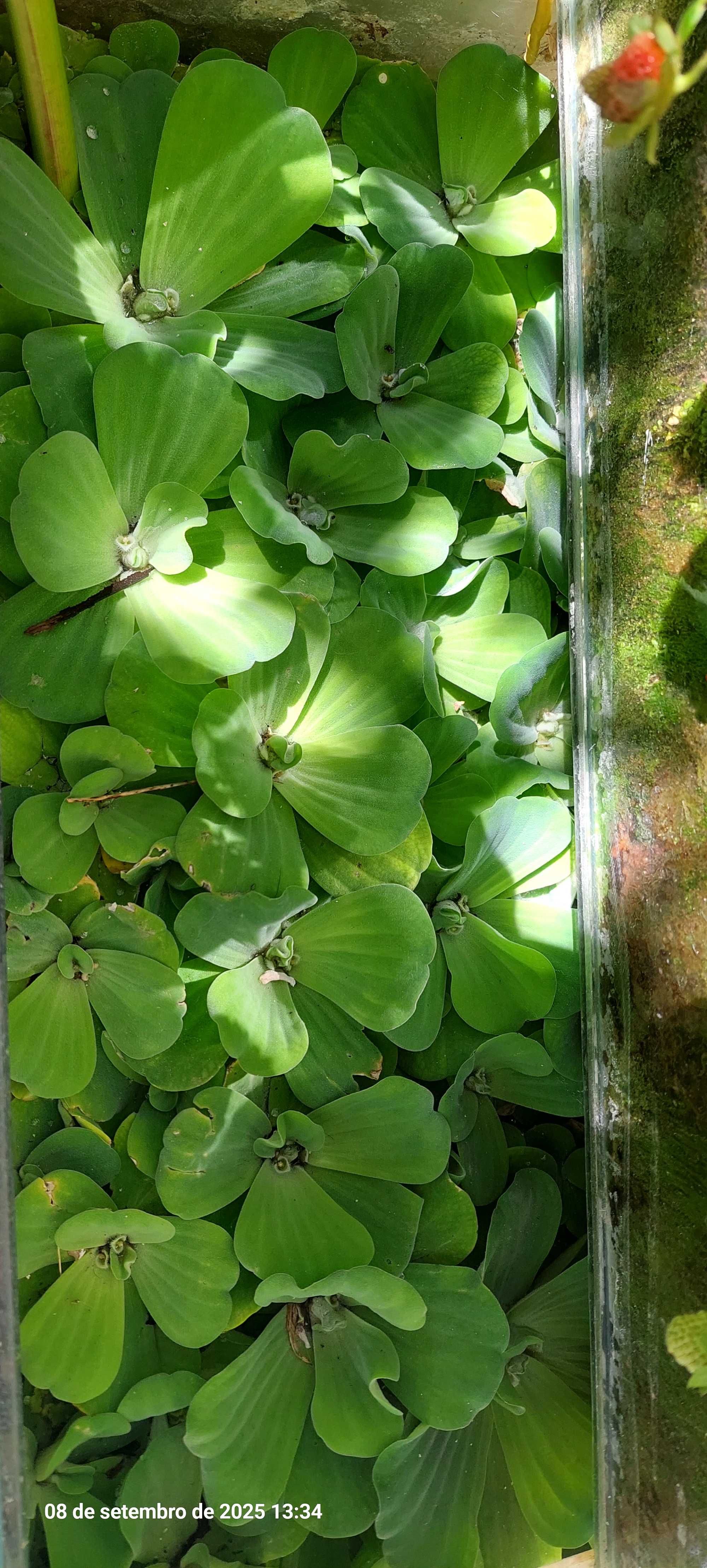 Plantas aquário  troco ou vendo