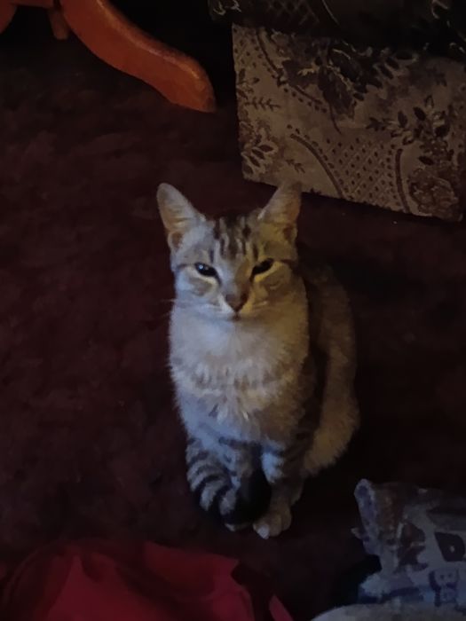 Zaginiony zwierzęta  znalezienia kotkow porzuconych