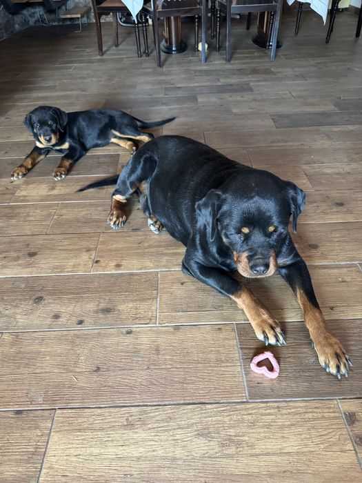 Rottweiller 4 meses