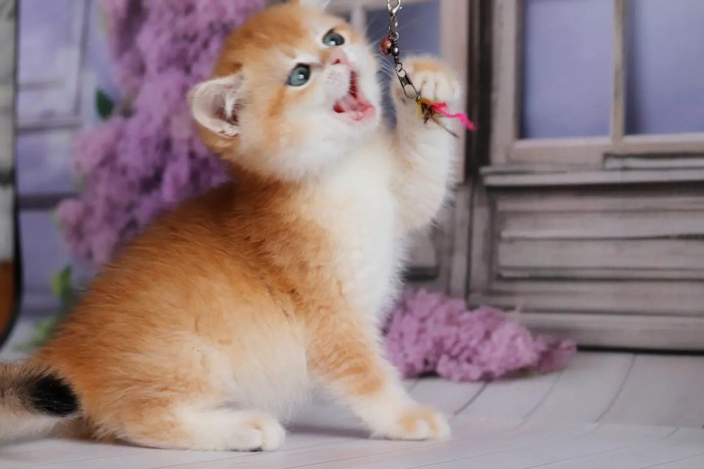 Золотая шиншилла девочка Камилла