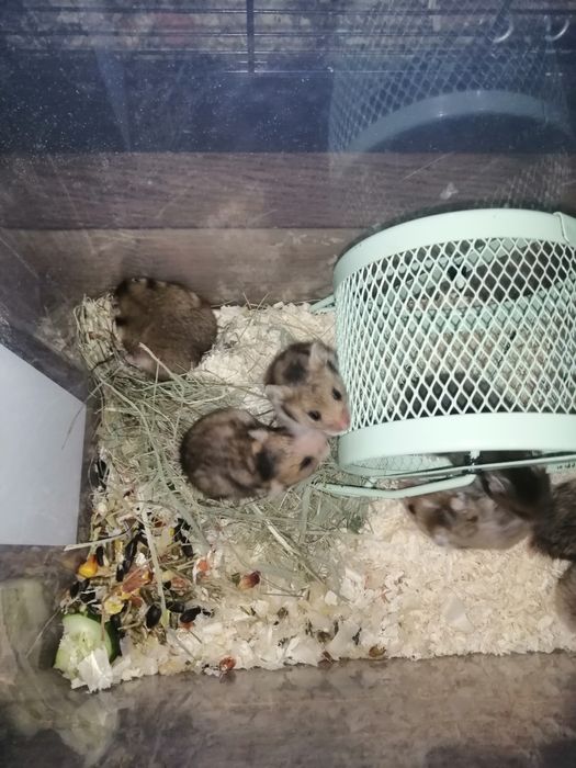 Chomiki syryjskie 10