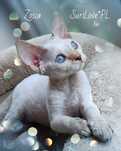 Devon rex PRZEPIĘKNA kotka hodowlana - zamienię na kotkę hodowlaną
