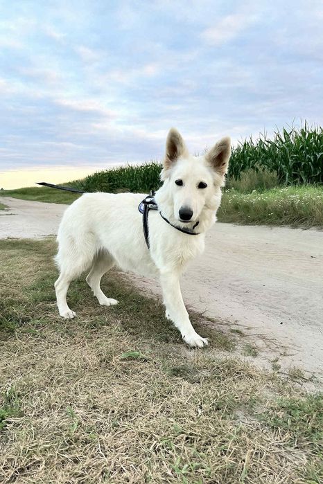 Owczarek Szwajcarski długowłosy