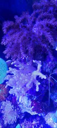 corais para aquarios de agua salgada