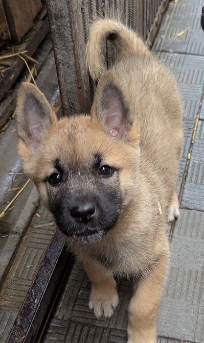 Різні цікаві породні