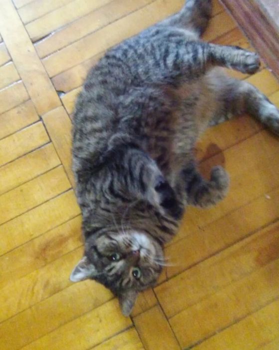 Отдам кошку лесного окраса,  стерилизована, привита, 5 лет