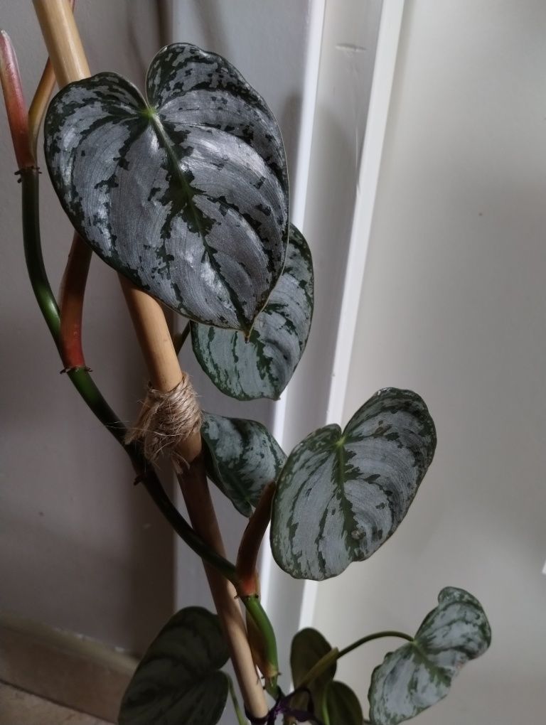 Philodendron brandtianum, filodendron, szczepki