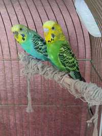 Papużki faliste z klatka