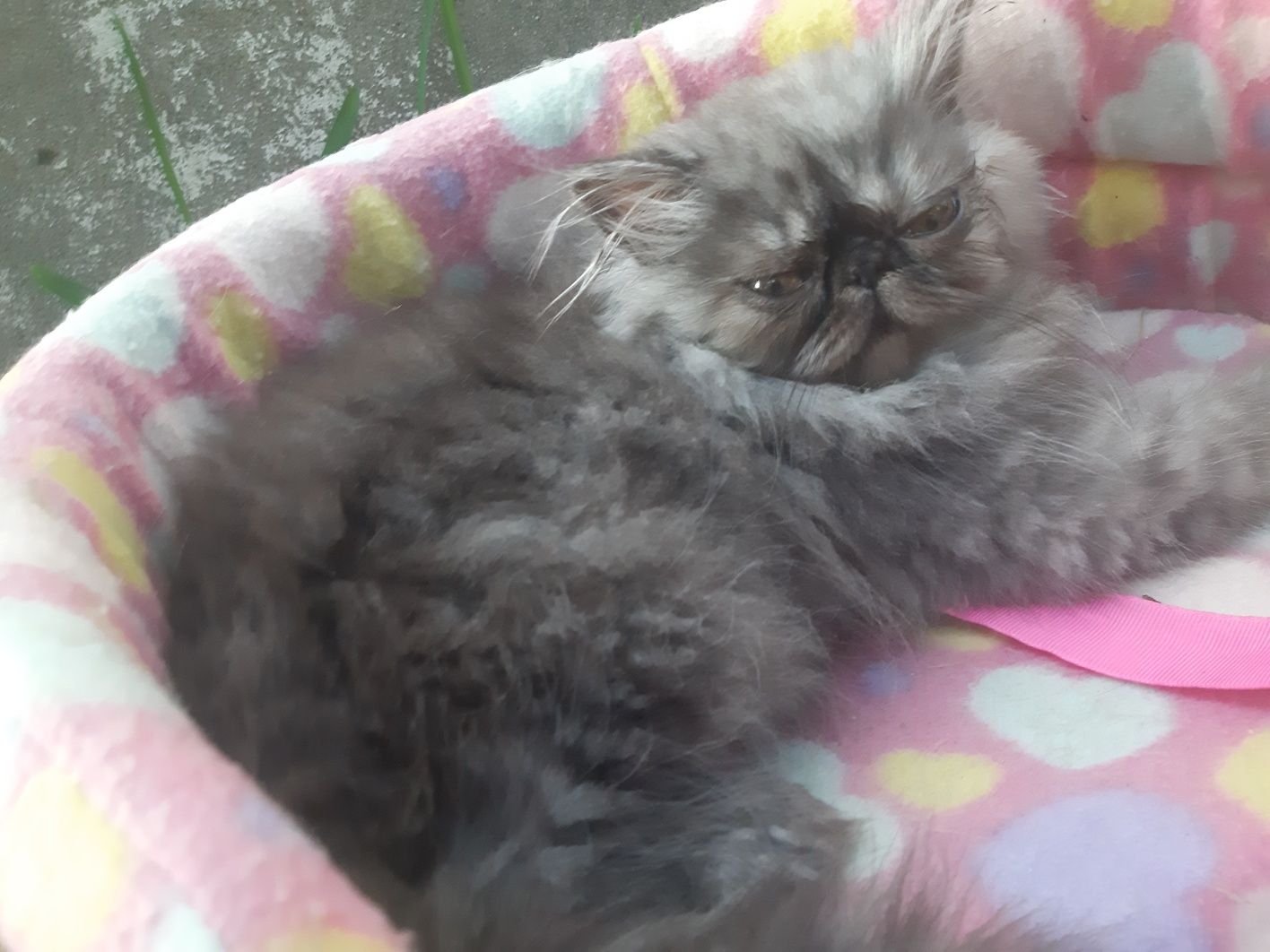 Gatinha persa smoke