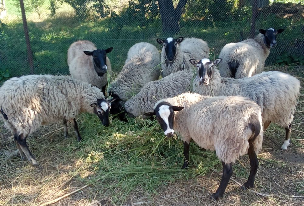 ПРОДАМ. Красавців