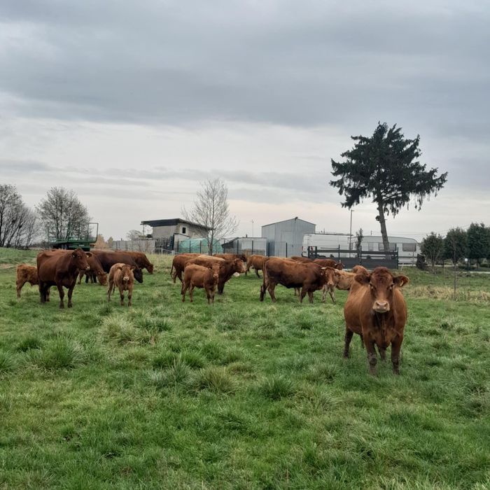 Sprzedam krowy, odsadki limousine charolaise stado   likwidacja