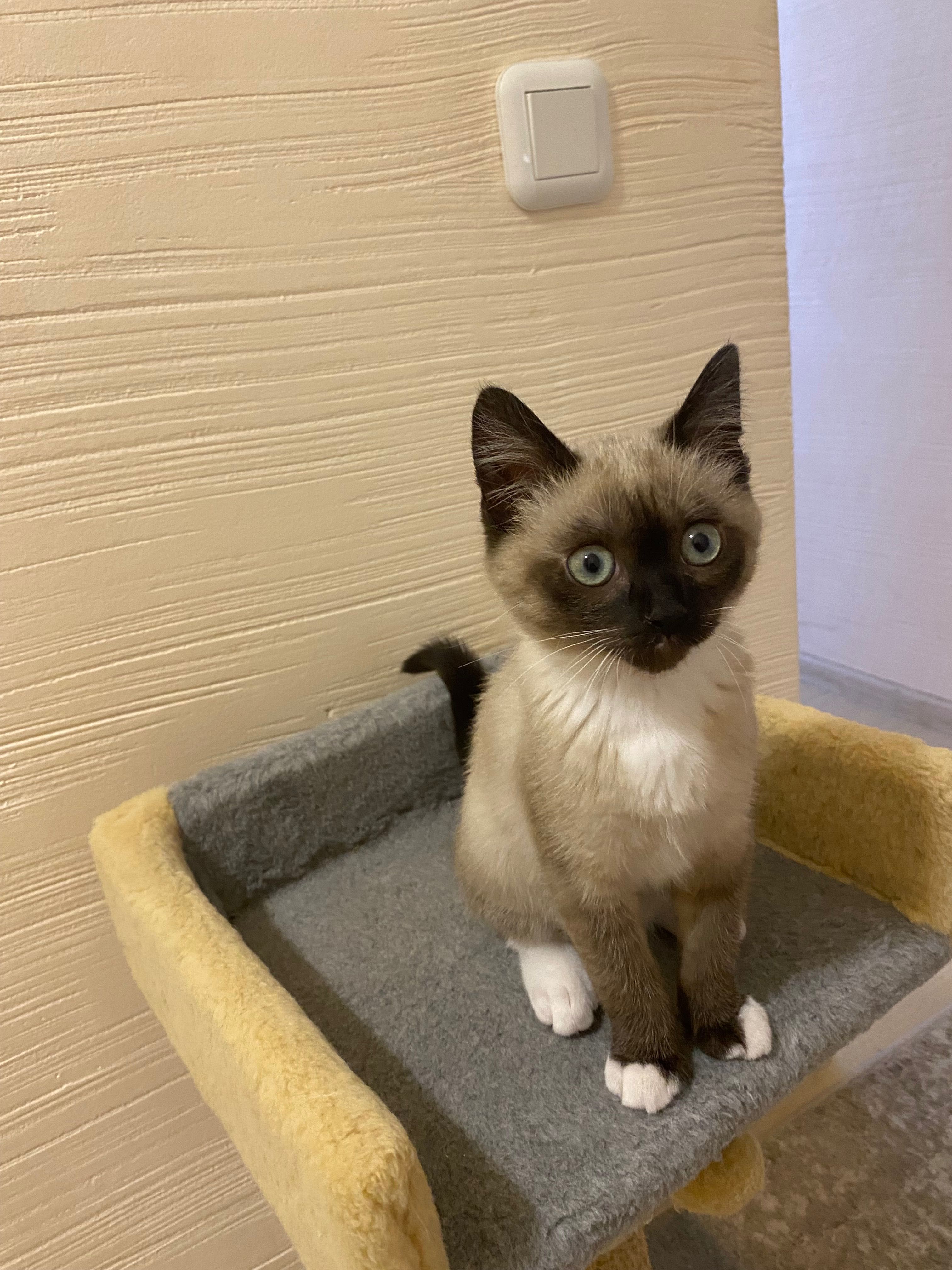 Кошеня, котиня, кішка .