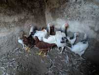 Sussex Light e Rhode Island Red