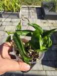 Epipremnum godzilla,  shangri la