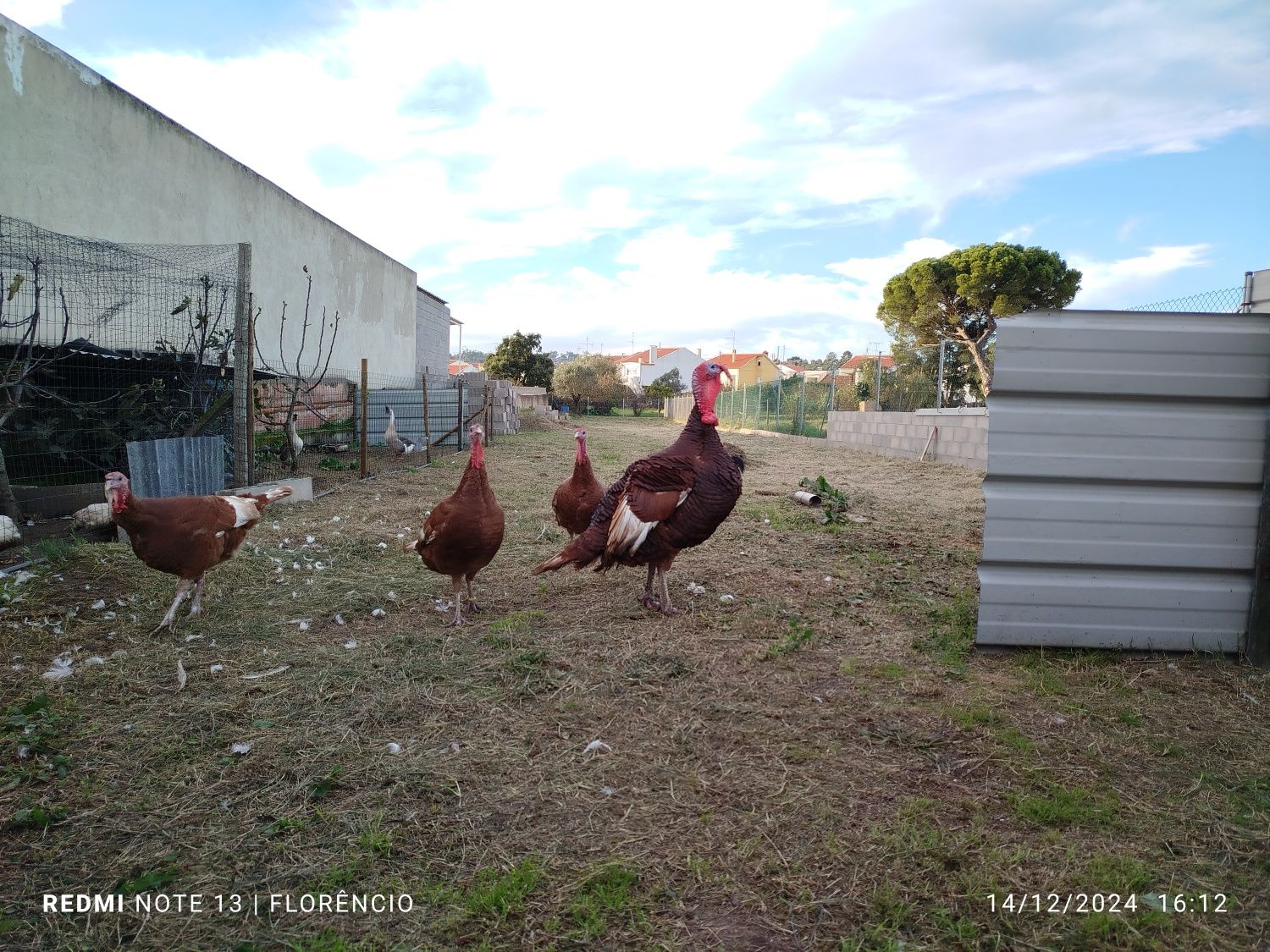 Ovos de peru red bourbon - disponíveis