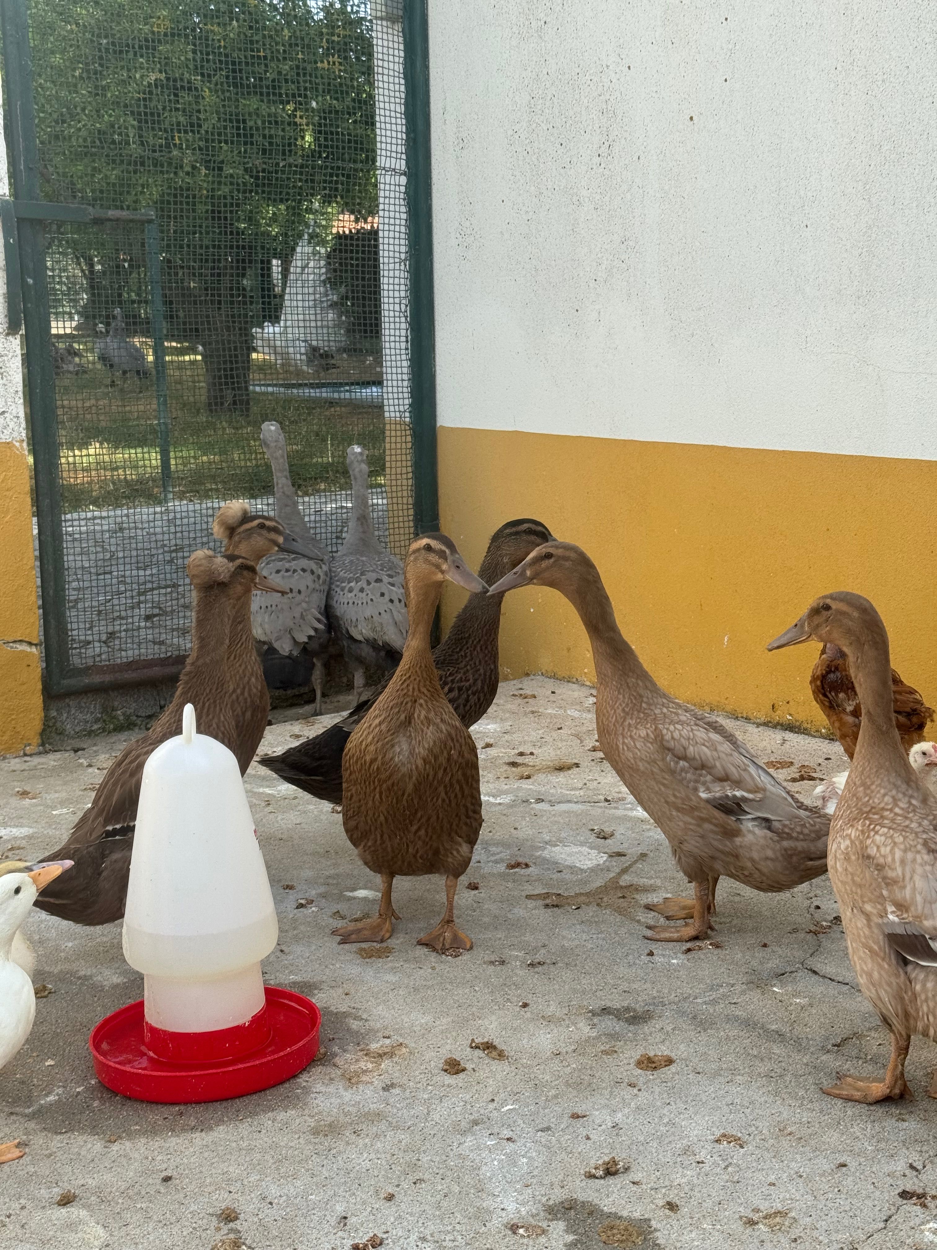 Patos Pompom e s/pompom