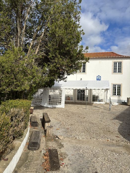 Coelhos Leonardo da Borgonha