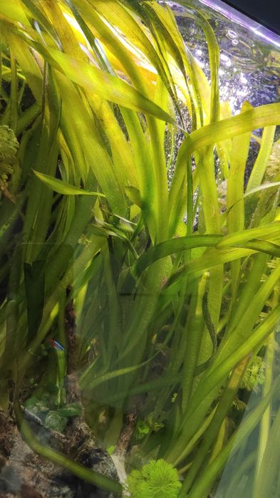 Trawa akwariowa długa