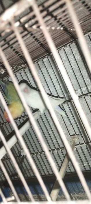 Vendo casal de agaponis